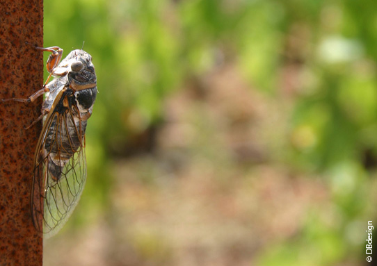 Cicada