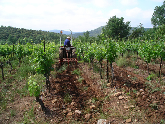 Ploughing the Syrah