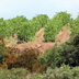 Grenache isolated in the garrigue